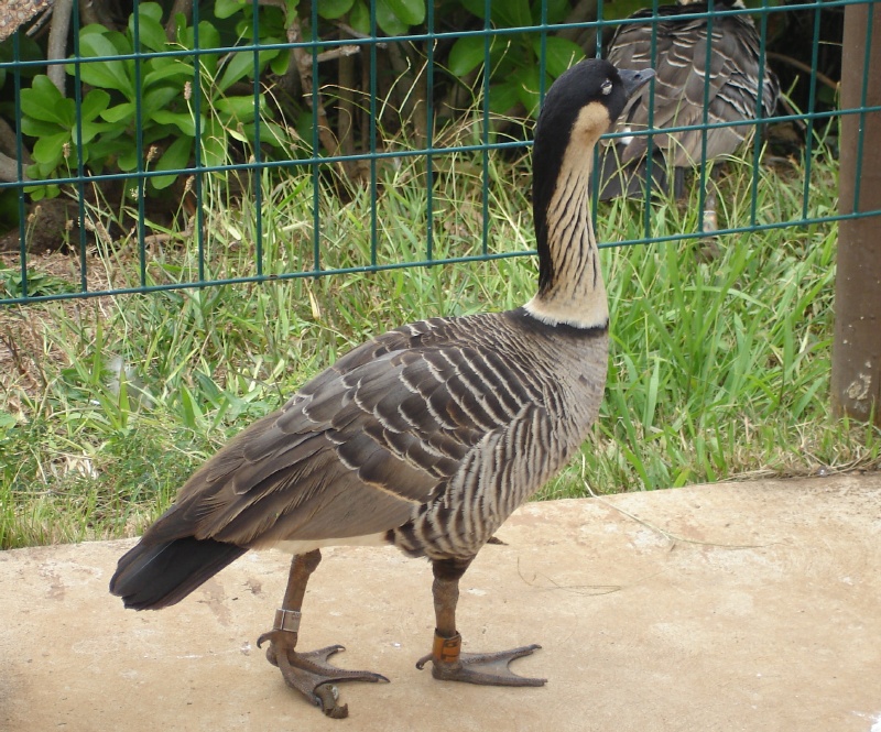  Kauai Rare Nene Goose 006